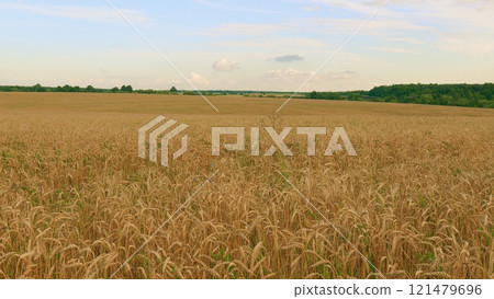 Farmland Sunset Nature Landscape Agriculture. Nature Landscape. Concept Of Food Security. Growing Cereals. Harvesting And Agribusiness. 121479696