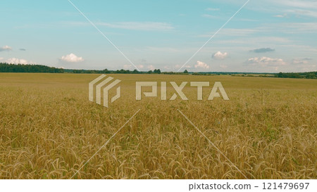 Agricultural Agrarian Field Of Industrial Cultivation. Wind Shakes Ear. Flying Over Ears Of Wheat Grains. Agricultural Landscape. Agricultural Agrarian Field Of Industrial Cultivation. Wind Shakes Ear. Flying Over Ears Of Wheat Grains. Agricultural Landscape. 121479697