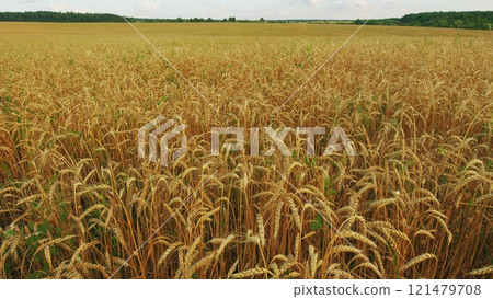 Ripe Wheat Ears - Prosperity And Wealth. Golden Wheat Ears Are Swaying By Wind. Growing Ripe Wheat In Agricultural Field At Summer Day. 121479708
