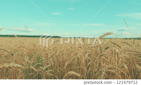 Harvest Time. Grain Summer Agriculture Concept. Wheat Field In Sunset Light. Ears Of Wheat On Field During Sunset. Golden Ears Of Wheat In A Field Against A Blue Sky With Clouds. Harvest Time. Grain Summer Agriculture Concept. Wheat Field In Sunset Light. Ears Of Wheat On Field During Sunset. Golden Ears Of Wheat In A Field Against A Blue Sky With Clouds. 121479712