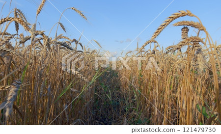 Harvest Festival. Agricultural Crop Development. Golden Barley Grain Ears. Large Grain A Harvest Of Cereal Ripe For Harvest In Summer. 121479730