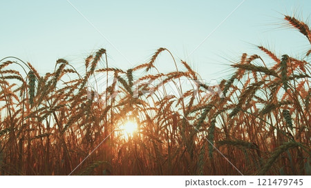 Golden Ears Of Wheat In A Field Against A Blue Sky With Clouds. Golden Ears Of Ripe Wheat Grains. Rural Landscape Of Wheat Field On Sunny Summer Day. 121479745