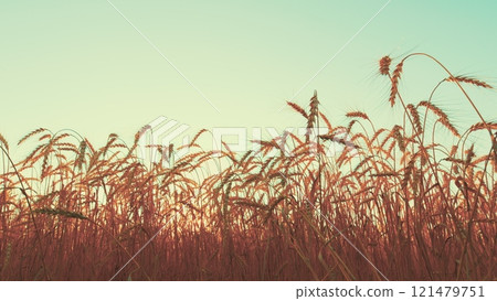 Fertile Soil. Agriculture Farm Healthy Food Concept. Ears Of Ripe Wheat Sway In Wind At Sunset. Agricultural Field Of Golden Ripe Wheat Ears. Fertile Soil. Agriculture Farm Healthy Food Concept. Ears Of Ripe Wheat Sway In Wind At Sunset. Agricultural Field Of Golden Ripe Wheat Ears. 121479751