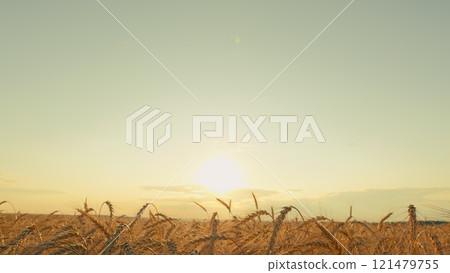 Agricultural Field With Growing Ripe Golden Wheat. Ripe Wheat Ears Swaying On Wind In Agricultural Field In Summer. Wheat Ears On Field In Summer. 121479755