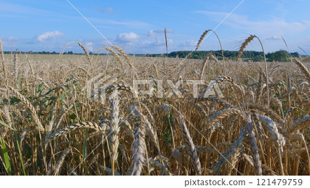 Golden Wheat Field And Sunny Day. Agriculture And Healthy Food Concept. Ripe Stakes Field. Bright Ripe Cereal Ears. Sunset Soft Light. Golden Wheat Field And Sunny Day. Agriculture And Healthy Food Concept. Ripe Stakes Field. Bright Ripe Cereal Ears. Sunset Soft Light. 121479759