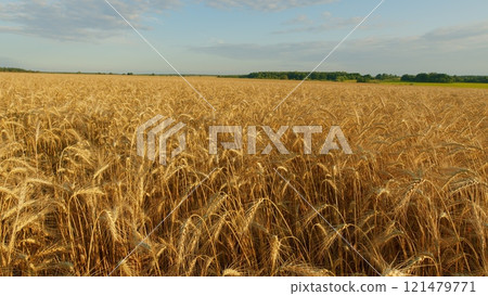 Golden Ears Ripe Wheat In Field. Wheat Harvesting Agribusiness Concept. Yellow Ears With Ripe Wheat Grains Slowly Sway In Wind. Golden Ears Ripe Wheat In Field. Wheat Harvesting Agribusiness Concept. Yellow Ears With Ripe Wheat Grains Slowly Sway In Wind. 121479771