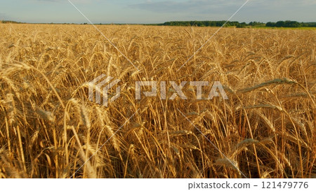 Ripe Wheat Ears Swaying In Wind In Agricultural Field. Showcasing Beauty And Tranquility Of Natural Landscape. Golden Wheat Field Over Blue Sky At Summer Day. Ripe Wheat Ears Swaying In Wind In Agricultural Field. Showcasing Beauty And Tranquility Of Natural Landscape. Golden Wheat Field Over Blue Sky At Summer Day. 121479776