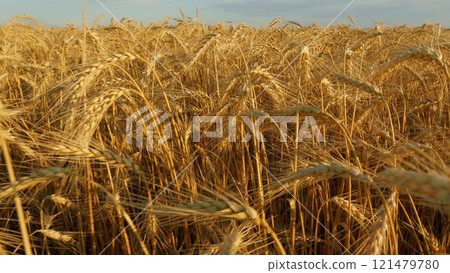 Golden Ears Of Wheat In A Field Against A Blue Sky With Clouds. Golden Ears Of Ripe Wheat Grains. Rural Landscape Of Wheat Field On Sunny Summer Day. Golden Ears Of Wheat In A Field Against A Blue Sky With Clouds. Golden Ears Of Ripe Wheat Grains. Rural Landscape Of Wheat Field On Sunny Summer Day. 121479780