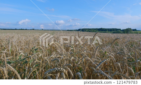 Harvest Time. Grain Summer Agriculture Concept. Wheat Field In Sunset Light. Ears Of Wheat On Field During Sunset. Golden Ears Of Wheat In A Field Against A Blue Sky With Clouds. 121479783