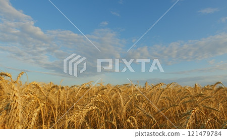 Ears Of Wheat Swaying In Slow Motion. Ripe Wheat Ears Swaying In Wind In Agricultural Field. Ripe Golden Wheat Field With Beautiful Sprinkles At Sunrise. 121479784
