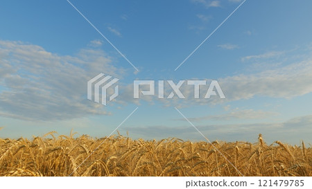 Production Organic Eco Bio. Growing Ripe Wheat In Agricultural Field At Summer Day. Ripe Wheat Summer Background. Ripe Ears Of Wheat Waving Swaying In Wind. Production Organic Eco Bio. Growing Ripe Wheat In Agricultural Field At Summer Day. Ripe Wheat Summer Background. Ripe Ears Of Wheat Waving Swaying In Wind. 121479785