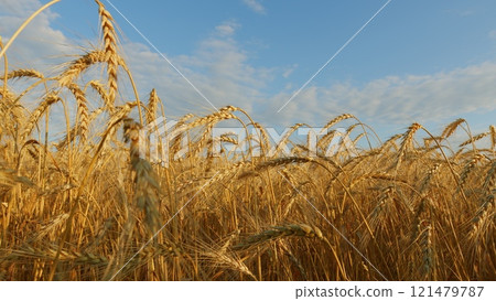 Fertile Soil. Agriculture Farm Healthy Food Concept. Ears Of Ripe Wheat Sway In Wind At Sunset. Agricultural Field Of Golden Ripe Wheat Ears. 121479787