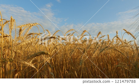 Windy Day In Wheat Field. Bountiful Field With Ripe Wheat Ready For Harvest. Golden Ears Of Ripe Wheat In Summer. Ripe Wheat Field Nature Scenery On Farm At Sunset. 121479788