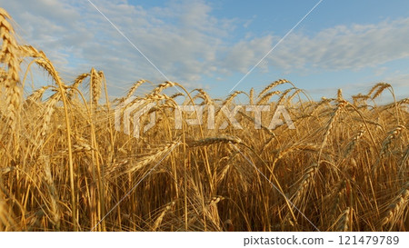 Picturesque View Of Lush Green Grass And Ripe Wheat Ears Gently Swaying In Wind. Wheat Ears On Light Wind At Sunny Day. Growing Cereals In Farmland. 121479789