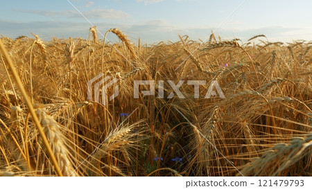 Yellow Spikes Sway In Wind. Agricultural Field Of Golden Ripe Wheat. Ripe Wheat In Farm In Summer. Field Of Ripe Wheat Dancing In Breeze. 121479793