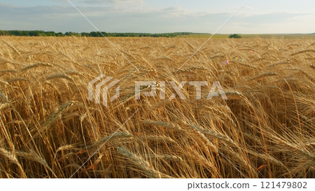Farming Wheat On Farm. Big Harvest Of Wheat On Fertile Soil. Agricultural Field In Summer Day. Big Harvest Of Wheat In Summer Sunlight On Field Landscape. Farming Wheat On Farm. Big Harvest Of Wheat On Fertile Soil. Agricultural Field In Summer Day. Big Harvest Of Wheat In Summer Sunlight On Field Landscape. 121479802