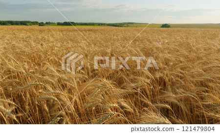 Harvest Festival. Agricultural Crop Development. Golden Barley Grain Ears. Large Grain A Harvest Of Cereal Ripe For Harvest In Summer. Harvest Festival. Agricultural Crop Development. Golden Barley Grain Ears. Large Grain A Harvest Of Cereal Ripe For Harvest In Summer. 121479804