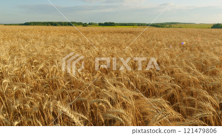 Huge Yellow Field Of Wheat In Idyllic Nature In Golden Rays Of Sunrise. Countryside Nature Summer Landscape With Amazing Sky. 121479806
