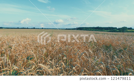 Wheat Field On Summer Day. Field Of Yellow Ripe Wheat. Natural Golden Wheat Field. Morning Sunrise Shine Through Ripe Wheat Ears. 121479811