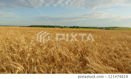 Agronomic Business. Common Wheat. Yellow Wheat Field In Summer. Ripe Cereal Harvest Against Sky. Grain Crops. Nature Rural Landscape. 121479819
