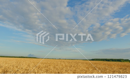 Ripe Wheat Field And Sky Background. Harvest And Harvesting Concept. Blue Sky And Golden Fields. Field With Ears Of Ripe Wheat. Golden Field Of Ripe Wheat. 121479823