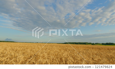 Harvest Time. Grain Summer Agriculture Concept. Wheat Field In Sunset Light. Ears Of Wheat On Field During Sunset. Golden Ears Of Wheat In A Field Against A Blue Sky With Clouds. 121479824