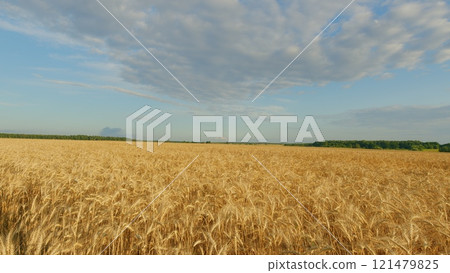Ears Of Wheat Swaying In Slow Motion. Ripe Wheat Ears Swaying In Wind In Agricultural Field. Ripe Golden Wheat Field With Beautiful Sprinkles At Sunrise. Ears Of Wheat Swaying In Slow Motion. Ripe Wheat Ears Swaying In Wind In Agricultural Field. Ripe Golden Wheat Field With Beautiful Sprinkles At Sunrise. 121479825