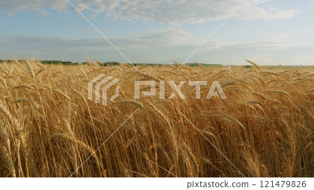 Production Organic Eco Bio. Growing Ripe Wheat In Agricultural Field At Summer Day. Ripe Wheat Summer Background. Ripe Ears Of Wheat Waving Swaying In Wind. Production Organic Eco Bio. Growing Ripe Wheat In Agricultural Field At Summer Day. Ripe Wheat Summer Background. Ripe Ears Of Wheat Waving Swaying In Wind. 121479826