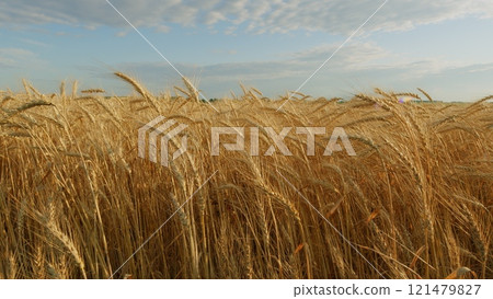 Spikelets Of Wheat With Grain Are Shaken By Wind. Golden Fields With Ripe Wheat Stalk. Agricultural Wheat Field. Farming Ecological Nature Wheat Germ Concept. Spikelets Of Wheat With Grain Are Shaken By Wind. Golden Fields With Ripe Wheat Stalk. Agricultural Wheat Field. Farming Ecological Nature Wheat Germ Concept. 121479827