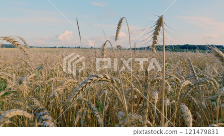 Pre-Harvest. Field Of Ripe Wheat Ready For Harvest Against A Blue Sky. Beautiful Ripe Wheat In Plain. Golden Ripe Wheat Field. Agricultural Background. 121479831