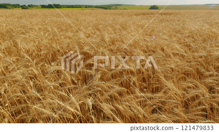 Agro-Cultural Business. Field Of Gold Ripe Wheat Swaying In Wind. Agricultural Field Of Gold Ripe Wheat Against Blue Sky. Ripe Wheat In Rays Of Warm Setting Sun. Agro-Cultural Business. Field Of Gold Ripe Wheat Swaying In Wind. Agricultural Field Of Gold Ripe Wheat Against Blue Sky. Ripe Wheat In Rays Of Warm Setting Sun. 121479833