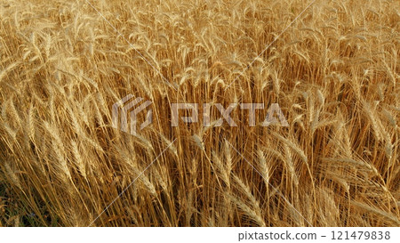 Beautiful Large Wheat Field. Depicting Grain Crop Growth. Organic Wheat Field Sunlight. Healthy Ripe Spikelets At Summer Evening. Beautiful Large Wheat Field. Depicting Grain Crop Growth. Organic Wheat Field Sunlight. Healthy Ripe Spikelets At Summer Evening. 121479838