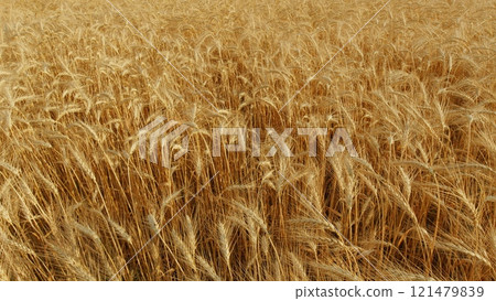 Farmland Sunset Nature Landscape Agriculture. Nature Landscape. Concept Of Food Security. Growing Cereals. Harvesting And Agribusiness. Farmland Sunset Nature Landscape Agriculture. Nature Landscape. Concept Of Food Security. Growing Cereals. Harvesting And Agribusiness. 121479839