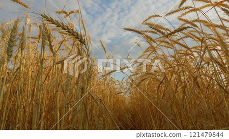 Ears Of Wheat Sway In Wind In Farm Field. Ears Are Waving Slightly. Agricultural Field In Summer Day. Golden Crop Ears Swaying From Gentle Wind. Ears Of Wheat Sway In Wind In Farm Field. Ears Are Waving Slightly. Agricultural Field In Summer Day. Golden Crop Ears Swaying From Gentle Wind. 121479844