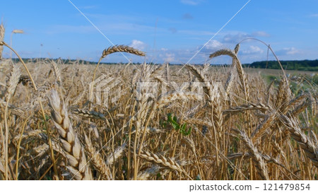 Agronomic Business. Common Wheat. Yellow Wheat Field In Summer. Ripe Cereal Harvest Against Sky. Grain Crops. Nature Rural Landscape. Agronomic Business. Common Wheat. Yellow Wheat Field In Summer. Ripe Cereal Harvest Against Sky. Grain Crops. Nature Rural Landscape. 121479854