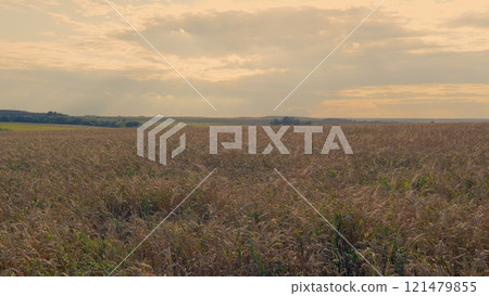 Ripe Wheat Ears - Prosperity And Wealth. Golden Wheat Ears Are Swaying By Wind. Growing Ripe Wheat In Agricultural Field At Summer Day. Ripe Wheat Ears - Prosperity And Wealth. Golden Wheat Ears Are Swaying By Wind. Growing Ripe Wheat In Agricultural Field At Summer Day. 121479855