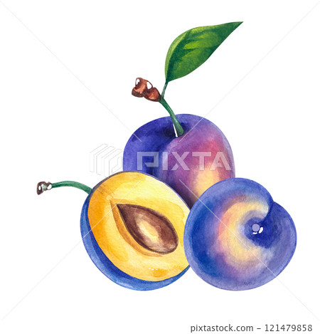Watercolor plum hand drawn fruit Watercolor plum hand drawn fruit 121479858