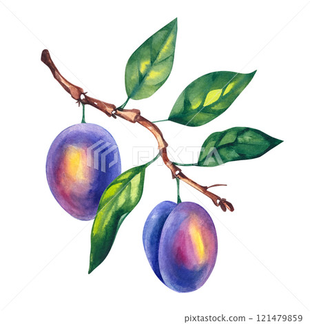 Watercolor plum hand drawn fruit Watercolor plum hand drawn fruit 121479859