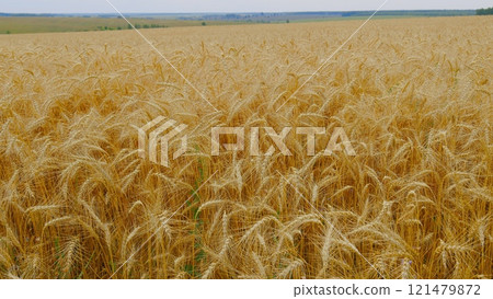 Production Organic Eco Bio. Growing Ripe Wheat In Agricultural Field At Summer Day. Ripe Wheat Summer Background. Ripe Ears Of Wheat Waving Swaying In Wind. Production Organic Eco Bio. Growing Ripe Wheat In Agricultural Field At Summer Day. Ripe Wheat Summer Background. Ripe Ears Of Wheat Waving Swaying In Wind. 121479872