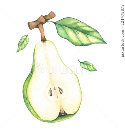 Watercolor pears isolated on white 121479878