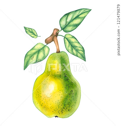 Watercolor pears isolated on white Watercolor pears isolated on white 121479879