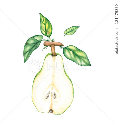 Watercolor pears isolated on white 121479880