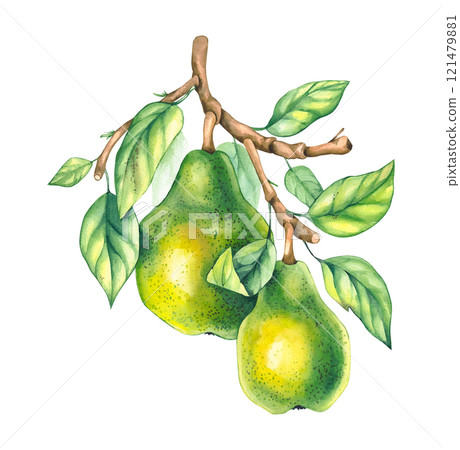 Watercolor pears isolated on white 121479881