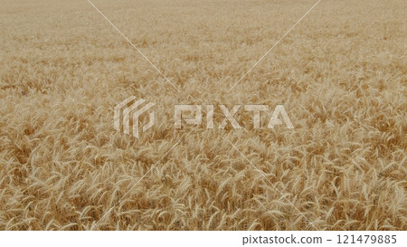 Windy Day In Wheat Field. Bountiful Field With Ripe Wheat Ready For Harvest. Golden Ears Of Ripe Wheat In Summer. Ripe Wheat Field Nature Scenery On Farm At Sunset. Windy Day In Wheat Field. Bountiful Field With Ripe Wheat Ready For Harvest. Golden Ears Of Ripe Wheat In Summer. Ripe Wheat Field Nature Scenery On Farm At Sunset. 121479885