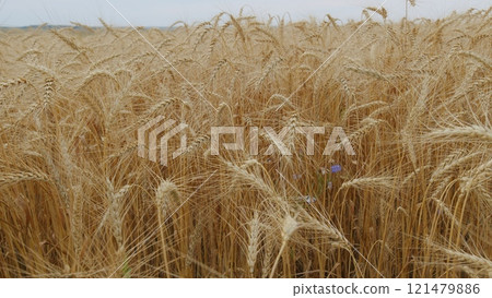 Picturesque View Of Lush Green Grass And Ripe Wheat Ears Gently Swaying In Wind. Wheat Ears On Light Wind At Sunny Day. Growing Cereals In Farmland. Picturesque View Of Lush Green Grass And Ripe Wheat Ears Gently Swaying In Wind. Wheat Ears On Light Wind At Sunny Day. Growing Cereals In Farmland. 121479886