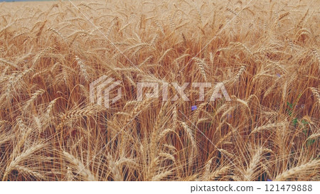Agricultural Field With Growing Ripe Golden Wheat. Ripe Wheat Ears Swaying On Wind In Agricultural Field In Summer. Wheat Ears On Field In Summer. Agricultural Field With Growing Ripe Golden Wheat. Ripe Wheat Ears Swaying On Wind In Agricultural Field In Summer. Wheat Ears On Field In Summer. 121479888