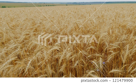 Yellow Spikes Sway In Wind. Agricultural Field Of Golden Ripe Wheat. Ripe Wheat In Farm In Summer. Field Of Ripe Wheat Dancing In Breeze. Yellow Spikes Sway In Wind. Agricultural Field Of Golden Ripe Wheat. Ripe Wheat In Farm In Summer. Field Of Ripe Wheat Dancing In Breeze. 121479900