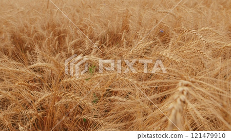Harvest Festival. Agricultural Crop Development. Golden Barley Grain Ears. Large Grain A Harvest Of Cereal Ripe For Harvest In Summer. 121479910
