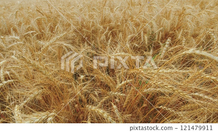 Huge Yellow Field Of Wheat In Idyllic Nature In Golden Rays Of Sunrise. Countryside Nature Summer Landscape With Amazing Sky. 121479911