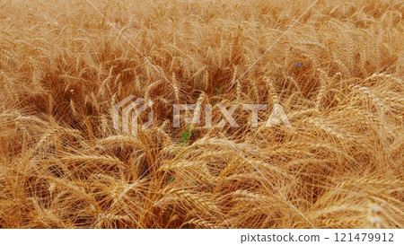 Ears Of Wheat Sway In Wind In Farm Field. Ears Are Waving Slightly. Agricultural Field In Summer Day. Golden Crop Ears Swaying From Gentle Wind. 121479912